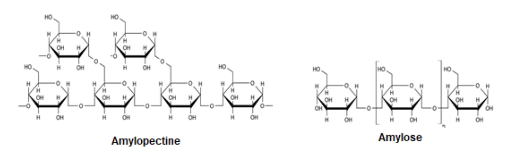 Amylose en Amylopectine